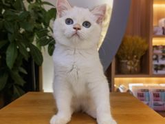 -山宅一喵德文卷毛猫舍