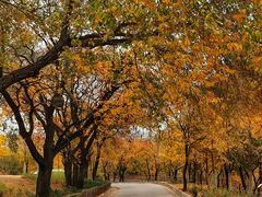 -北京西山国家森林公园