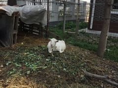 -青浦采草莓天天草莓园