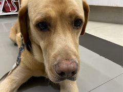 -爱侣宠医·鹦鹉专科·小型哺乳类·异宠专科(灵石路店)