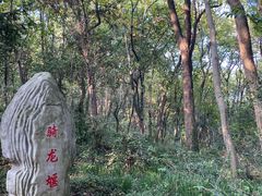 -上海佘山国家森林公园天马山园