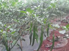 android_upload_pic-侯臣咖啡文化村