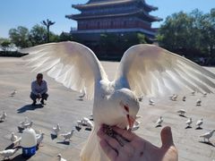 -天津妈祖文化园