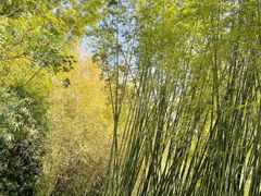 -深圳仙湖植物园