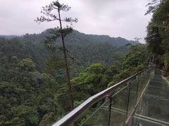 -九龙江国家森林公园