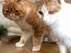 -平行世界·猫咖(首经贸店)