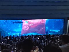 -海合安成都极地海洋公园