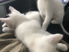 -爱妮康宠物医院·干细胞免疫细胞·肿瘤·心脏(张江店)