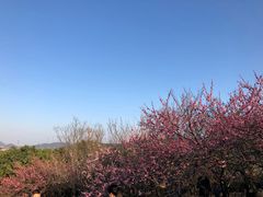 -香雪海
