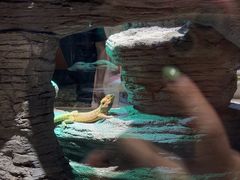 -帕帕拉兹宠物(亚洲旗舰店)