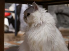 -猫猫幼稚园·撸猫·桌游·电玩