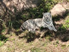 -西霞口神雕山野生动物世界