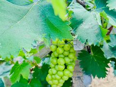 -马陆小张葡萄园农家乐