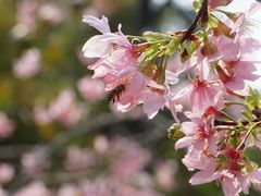 -中国科学院华南植物园