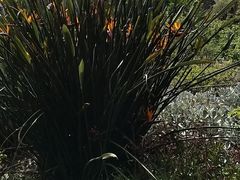 -墨尔本皇家植物园