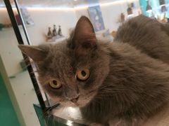 -飞行喵MR PILOT|猫舍·猫咖(静安大融城店)