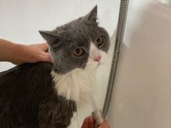-十年猫舍·猫咪专门店(普陀店)