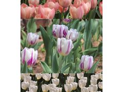 -洛阳郁金香牡丹园