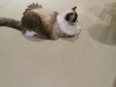 -藏猫猫咖啡主题馆(中央大道店)