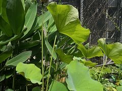 -肴约·花园式餐厅(湖里店)