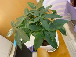 -SILKTONE诗丽堂美容