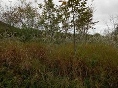 -商洛老君山旅游风景区