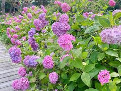 -合肥滨湖国家森林公园