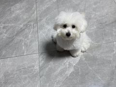 -翊宠yipet猫狗购宠庄园犬舍•猫舍