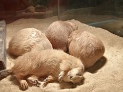 -绿色星球动物主题公园