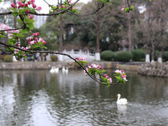 -莫愁湖公园