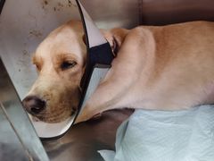 -艾贝尔宠物诊疗