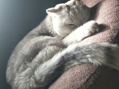 -猫猫幼稚园·撸猫·桌游·电玩