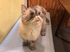 -猫色咖啡·猫咖