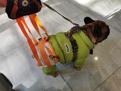 -北京派仕佳德动物医院·超导核磁·CT·神经科·骨科·内外科·急重症管理中心