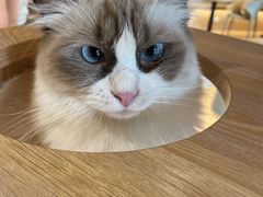 -米乐乖乖猫咪咖啡馆·猫咖(深圳湾后海汇店)
