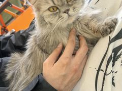 -平行世界·猫咖(首经贸店)