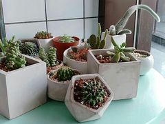 -蜜蜂小象·榴莲千层蛋糕(时代汇11栋店)