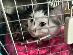 -乐派堂宠物医院·猫友好· 心脏科(东街店)