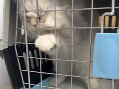 -瑞派康怡24h宠物医院·犬猫医疗中心·微创绝育(瑞景分院)