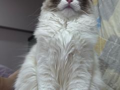 -四月宠物医院·猫专科·心脏专科·内科(转塘店)