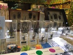 -上海大自然野生昆虫馆(东方明珠·爬宠昆虫探索中心)