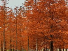 -白鹭湾湿地公园