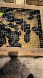 -酷嗒动物文化乐园(cutezoo西溪乐天城店)