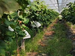 -马陆小张葡萄园农家乐