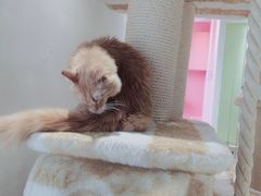 -藏猫猫咖啡主题馆(中央大道店)