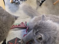 -团子家猫咪猫咖馆·柯基·柯尔鸭