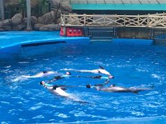 -海合安成都极地海洋公园