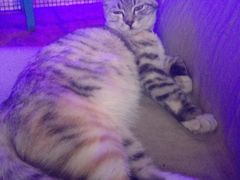 -Sirena海妖日咖夜酒