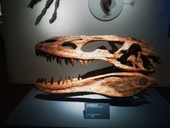 -自贡恐龙博物馆