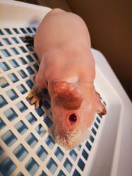-Moni星球萌宠·小马宝莉·灵蛇·高端高阶全萌宠互动体验俱乐部(红豆国际广场店)